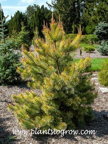 Golden Coin Scotch Pine (Pinus sylvestris) 
(mid April)